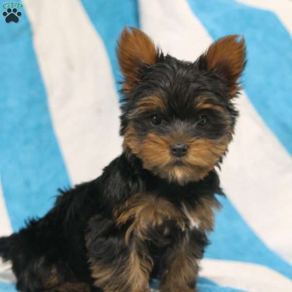 Lily, Yorkie Puppy